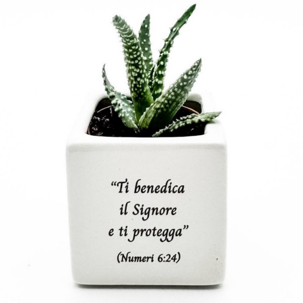 Vasetto dell'amore - immagine 2